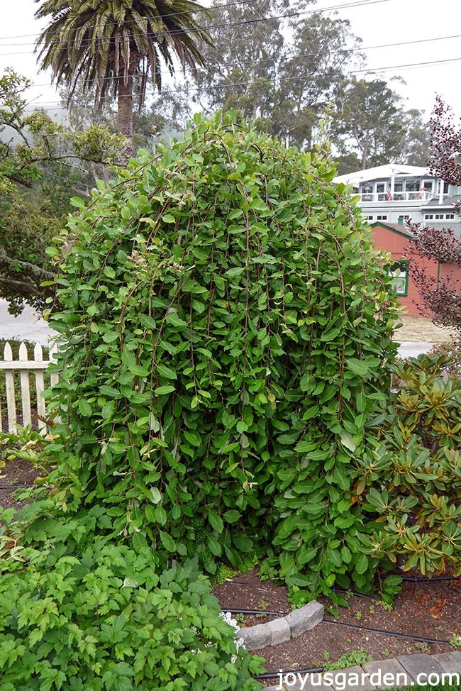 Forcing Pussy Willow The Plant